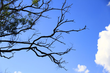 Dried branches and trunk of trees with blue sky are verry beautiful natural background.
