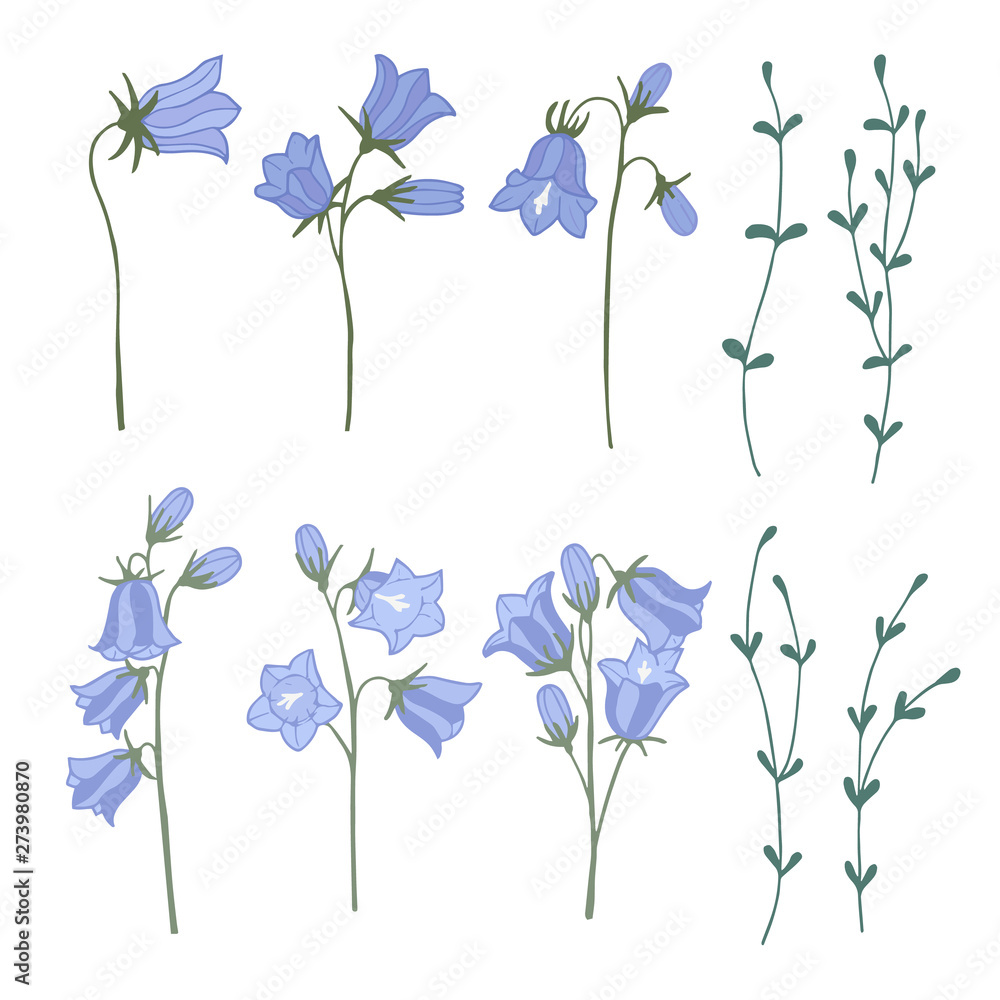 Wall mural set of campanula isolated elements. color hand drawn vector illustration.