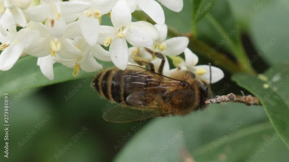Poster macro shot of a bee sucking nectar out of a white blossom and leaving the frame at the bottom, flies