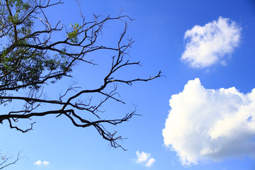Dried branches and trunk of trees with blue sky are verry beautiful natural background.