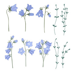 Set of campanula isolated elements. Color hand drawn vector illustration. - obrazy, fototapety, plakaty