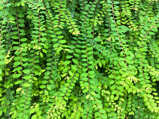 Fototapeta premium Background of green leaves.