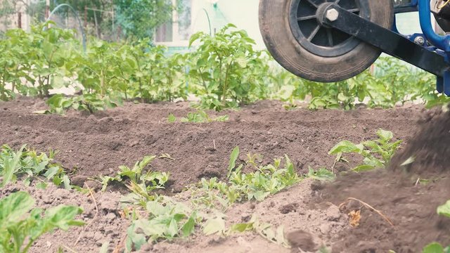 Plowing the land. Growing vegetables, berries and fruits. Agriculture, manual labor. The work of a small tractor close-up.
