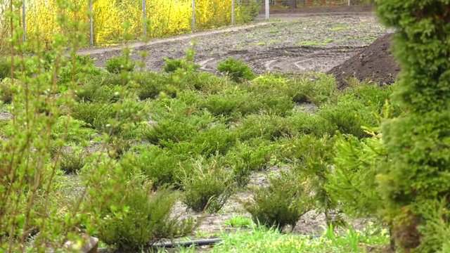 The juniper bush closeup. Background with juniper branches growing in the park. Many small juniper bushes.