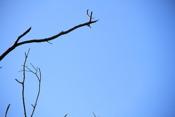 Dried branches and trunk of trees with blue sky are verry beautiful natural background.