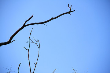 Dried branches and trunk of trees with blue sky are verry beautiful natural background.