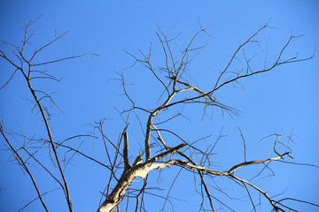 Dried branches and trunk of trees with blue sky are verry beautiful natural background.