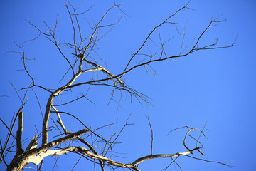 Dried branches and trunk of trees with blue sky are verry beautiful natural background.