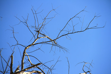 Dried branches and trunk of trees with blue sky are verry beautiful natural background.