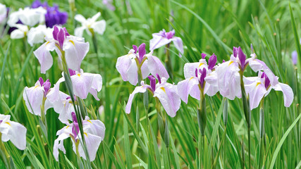 カラフルな花菖蒲の花が咲く