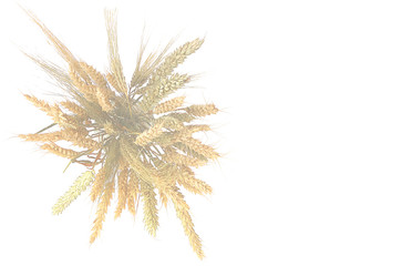 Obraz premium Blurred background image. Ears of wheat and rye, bouquet isolated on white background. The concept of a rich harvest or packaging design.