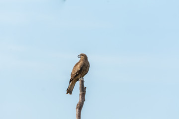 Greater spotted eagle