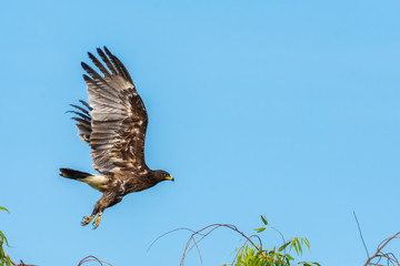 Greater spotted eagle