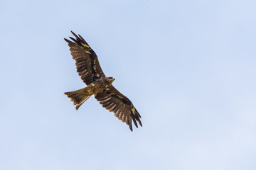 Greater spotted eagle
