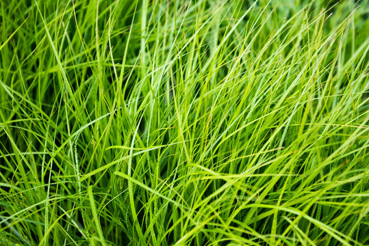 Green vegetation from carex is close