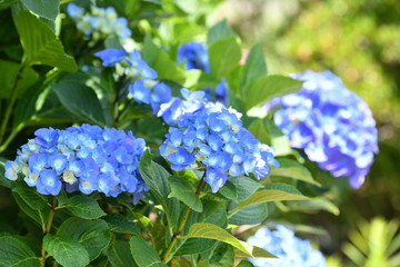 アジサイの花