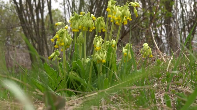 Primrose yellow. Primula veris officinalis. Sunny spring day