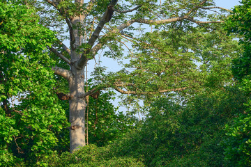 Fototapeta premium The bamboo is attached to the big tree.