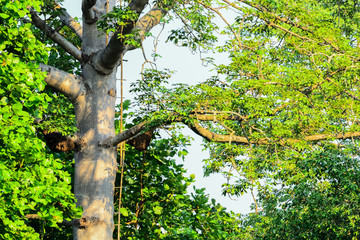 The bamboo is attached to the big tree.
