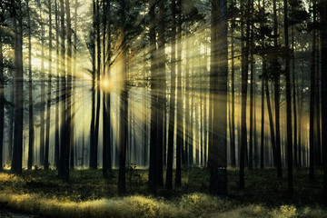 Fototapeta na wymiar Forest lit by the sun