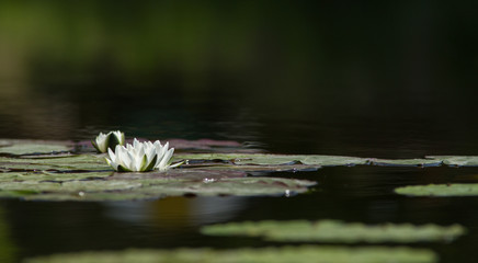 White water lilies 1