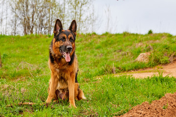 Dog German Shepherd in a green field in a summer