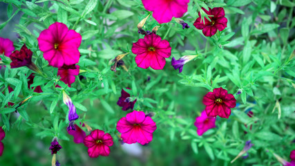 Cosmos, beautiful flower fields 006