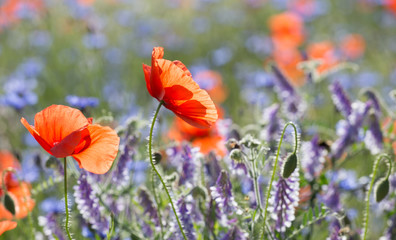 A group of red, fresh poppies on a background of poppy field