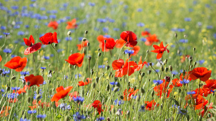 A wonderful field of poppies 11