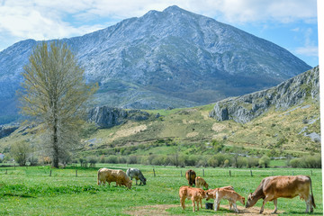 Outdoors cattle raising in mountain landscape