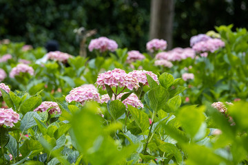 6月の花　アジサイ