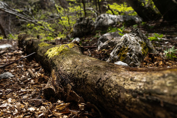 below the forest