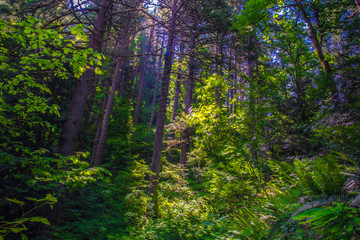 Obraz premium Beautiful Morning Hike to Latourell Falls on Columbia Gorge in Portland, Oregon