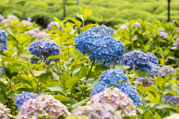 6月の花　アジサイ