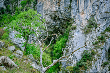 Dying tree in Cares Trekking Route, Asturias