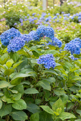 6月の花　アジサイ