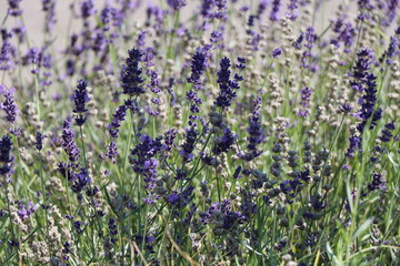 Close up of violet lavender flowers in the field. Flower Background.
