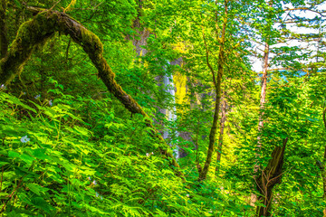 Beautiful Morning Hike to Latourell Falls on Columbia Gorge in Portland, Oregon