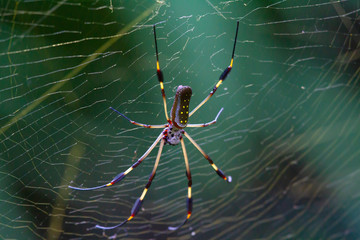Nephila, golden banana spider in costa rica
