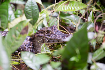 Alligator in Tortuguero National Park of Costa Rica