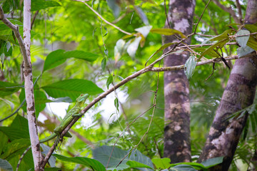 basilisk in Tortuguero Costa Rica