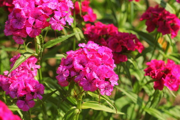 Sweet red william flowers or Dianthus barbatus in the summer garden