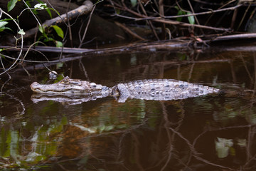 Alligator in Tortuguero National Park of Costa Rica