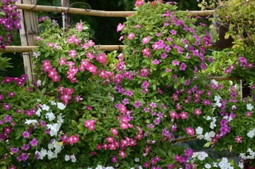 catharanthus roseus flower in nature garden