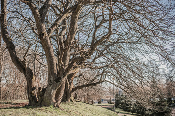 Ancient trees with knobby curving bare branches without leaves