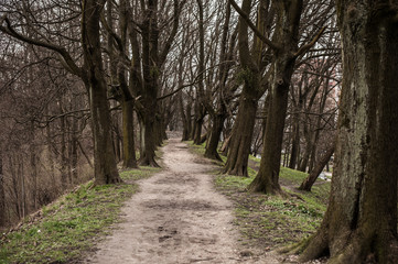 The trodden path in a mysterious mystical place and the tall old trees