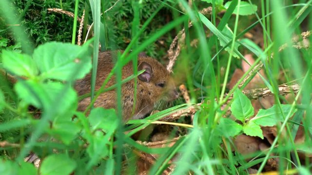 Common vole field mouse behind tall grass in the park, epic reveal 4K