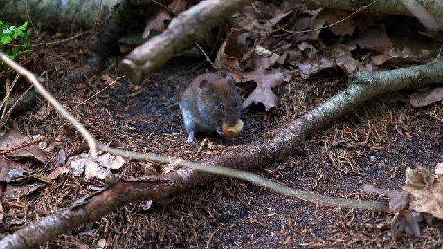 Common vole field mouse eating a large nut in the dirt, 4K HANDHELD