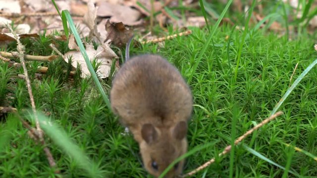 A field mouse in the green moss sliding down 4K HANDHELD