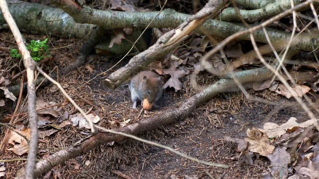A Common vole field mouse Eating a Nut in secret getting caught 4K